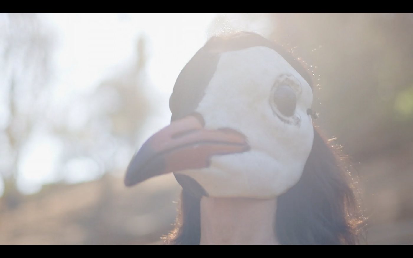 Rêve de mouette